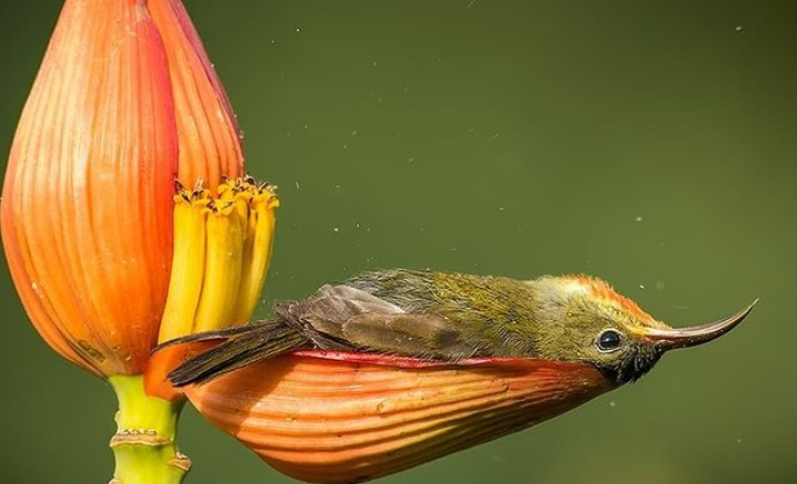 Potret Keunikan Burung Madu Merah: Mandi Santai di Kelopak Bunga Berisi Air