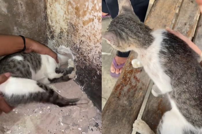 Viral, Aksi Dramatis Pemuda Berhasil Selamatkan Kucing Hamil yang Terjebak di Lubang Tembok