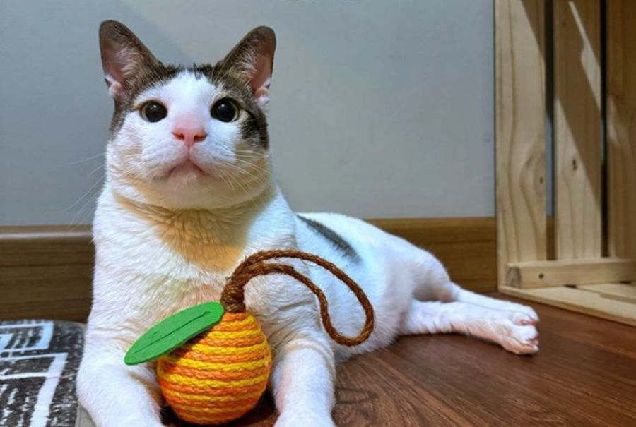 Prabowo Subianto Resmi Jadi Presiden Indonesia, sang Kucing Bobby Kertanegara pun Hadir di Istana: Gemas Banget!