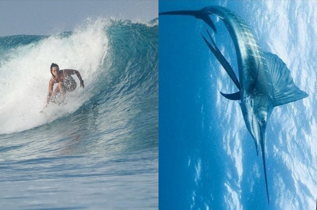 Turis Italia Tewas Ketusuk Ikan Todak di Mentawai, Wali Kota di Italia Sampaikan Turut Berduka Cita