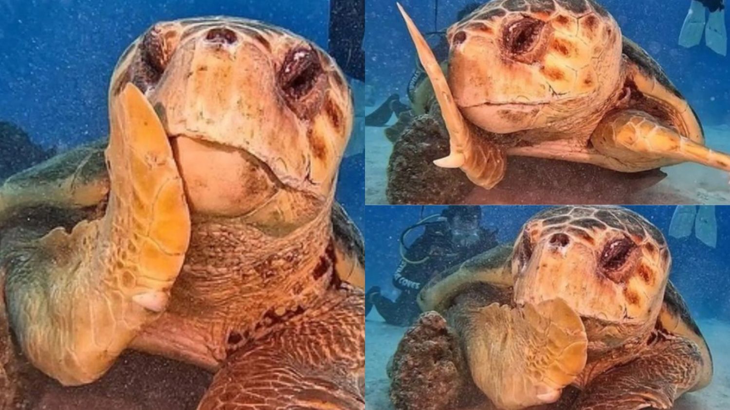 Potret Penyu Tertangkap Kamera dengan Pose Malu-Malu yang Menggemaskan di Kepulauan Karibia