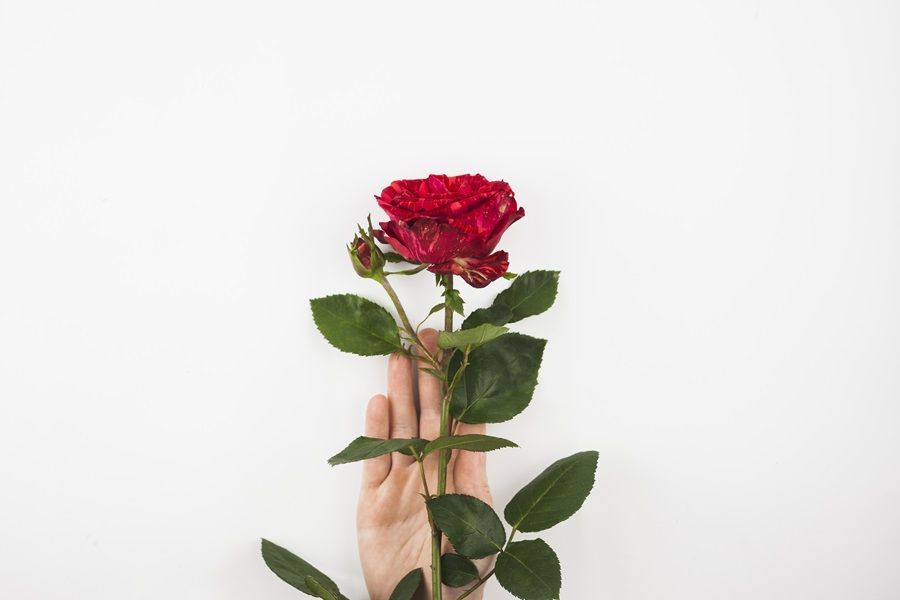 8 Bunga untuk Kado Ulang Tahun yang Penuh Makna: Cocok untuk Pasangan Kekasih!