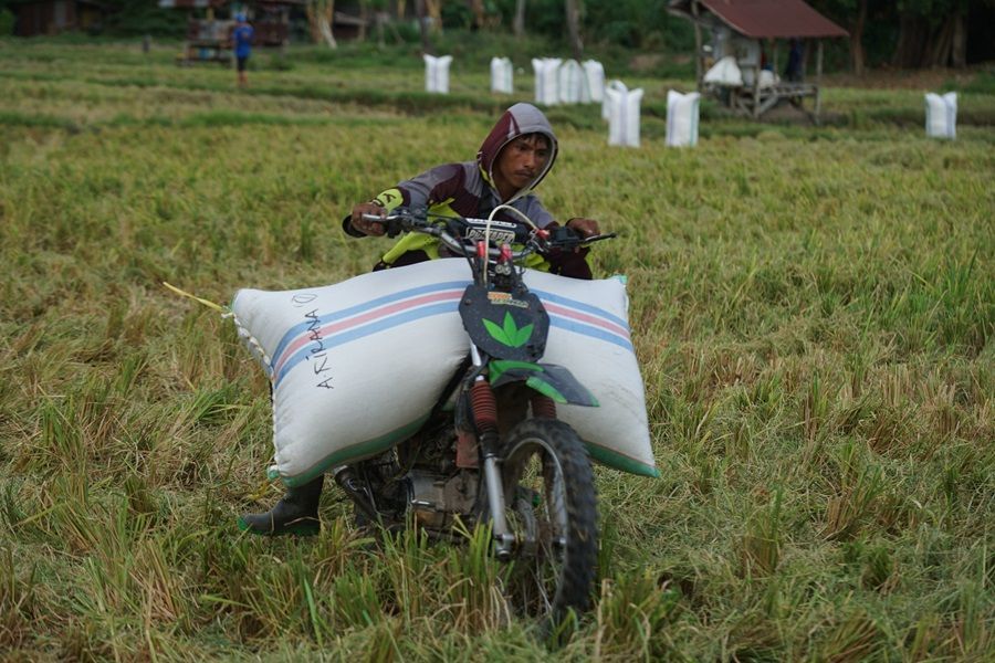 Pattassi, Tukang Ojek Gabah yang Raup Cuan di Musim Panen Padi