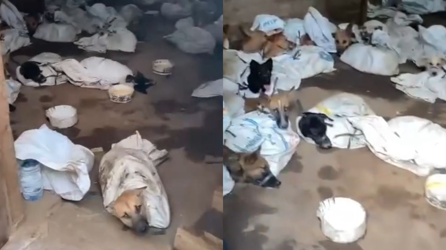 Viral, Polisi Gerebek Tempat Penampungan Anjing untuk Konsumsi di Banyuwangi