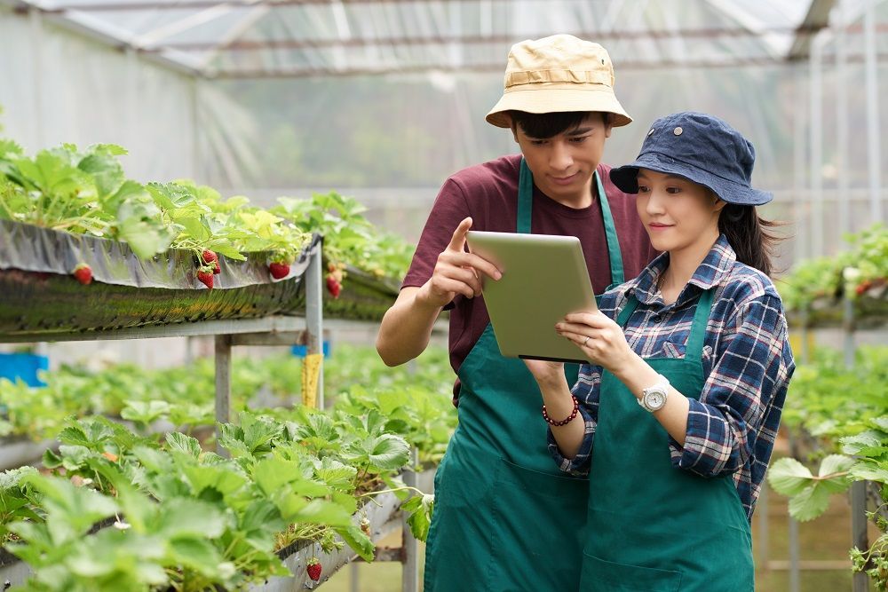 Kementan Luncurkan Program Pelatihan Petani Milenial: Simak Syarat dan Tata Cara Pendaftarannya!