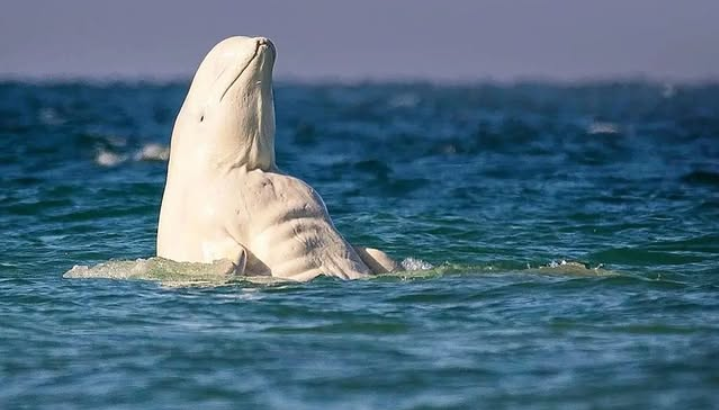 Potret Paus Beluga Berotot Terekam di Kanada, Gayanya Mirip Atlet Gym!