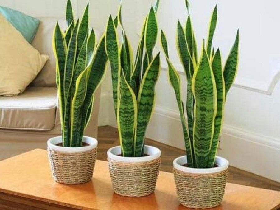 6 Tanaman Pembawa Keberuntungan Menurut Feng Shui