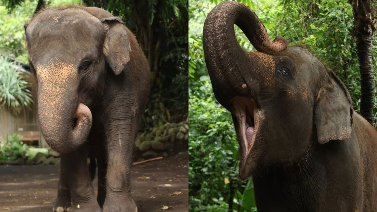 Kisah Molly, Gajah Berusia 45 Tahun di Bali Zoo Meninggal Dunia Usai Terseret Arus Sungai