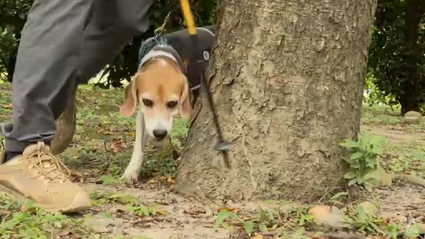Anjing Pelacak di Taipei Bantu Deteksi Pohon yang ‘Sakit’ demi Keamanan Kota