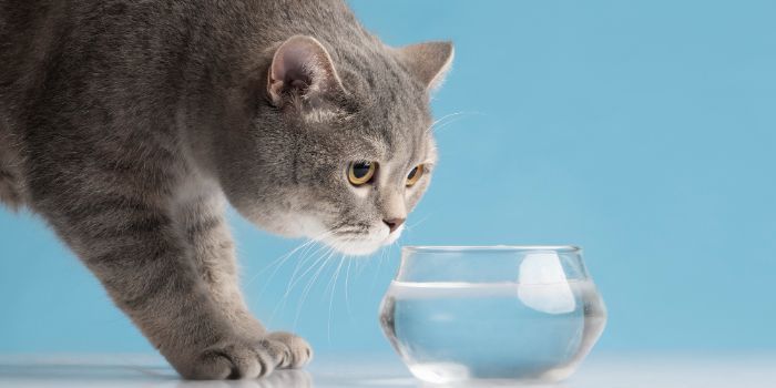 5 Cara Picu Kucing Minum Cukup Air: Gak Perlu Bingung Lagi jika Anabul Kamu Ogah Minum