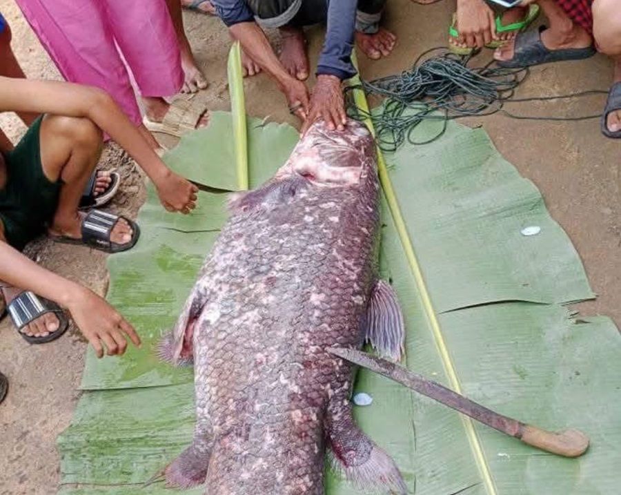 Viral Ikan Purba Ditemukan di Gorontalo, Netizen Gempar