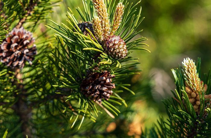 Keajaiban Alam yang Kaya Manfaat dari Pohon Pinus