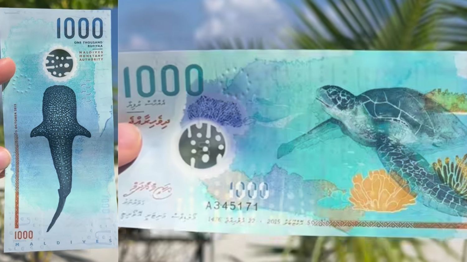 Rufiyaa, Mata Uang Tercantik di Dunia dari Maladewa dengan Gambar Hiu Paus dan Penyu Ikonik