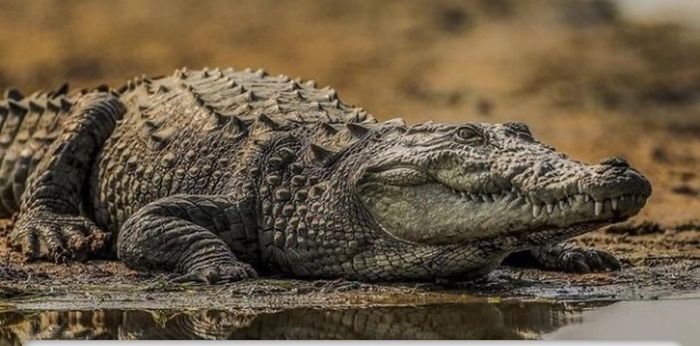 Viral Beredar Video Buaya Raksasa Mirip Godzilla di Australia!