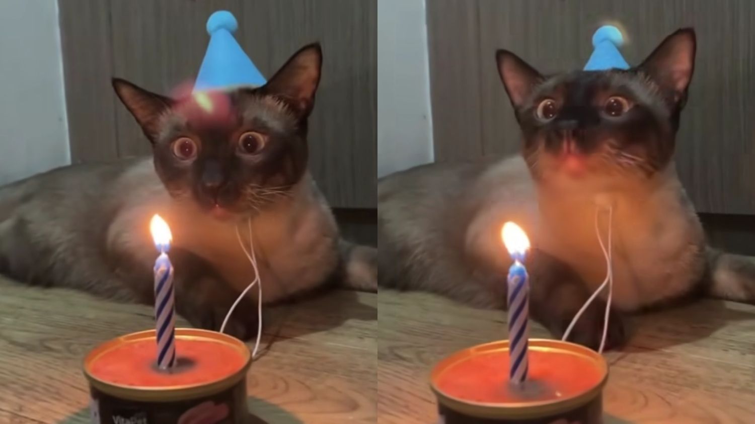 Kucing Ini Terharu Banget Saat Ulang Tahunnya Dirayakan, Ekspresinya Bikin Hati Meleleh!