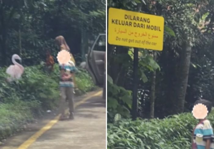 Viral Pengunjung Taman Safari Keluar Mobil, Berasa di Taman Kota!