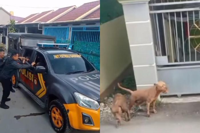 Aksi Lucu Polisi Lari Masuk ke Mobil untuk Hindari Pitbull Lepas, Bikin Netizen Ngakak