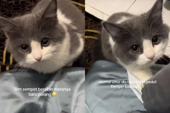 Viral, Kucing Abu-Abu Ikut Sedih saat Lihat Pemiliknya Menangis usai Salat