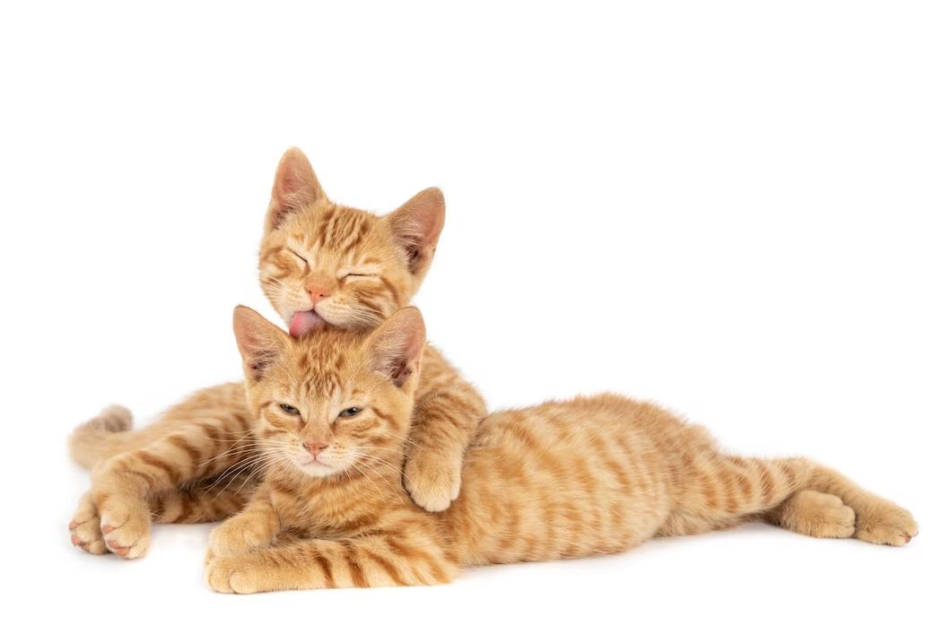 Rahasia Melatih Anak Kucing Buang Air yang Jarang Diketahui!