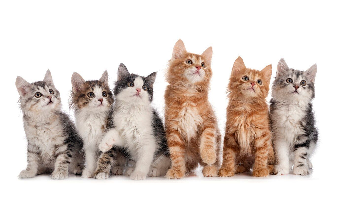 Pecinta Kucing Auto Kaget! 3 Kota Ini Batasi Jumlah dan Kebebasan Peliharaan