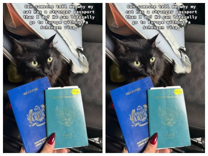 Kisah Unik Mamat Tempayan: Kucing Berpaspor yang Bisa Keliling Dunia
