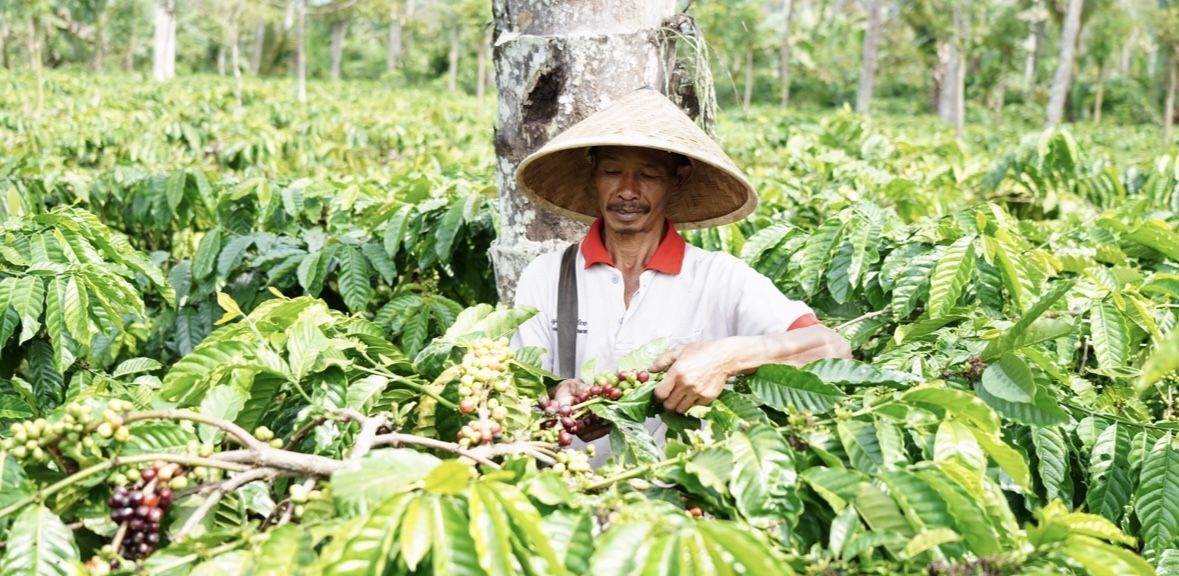 Perjalanan Panjang Petani Kopi di Tanggamus Terapkan Pertanian Ramah Lingkungan