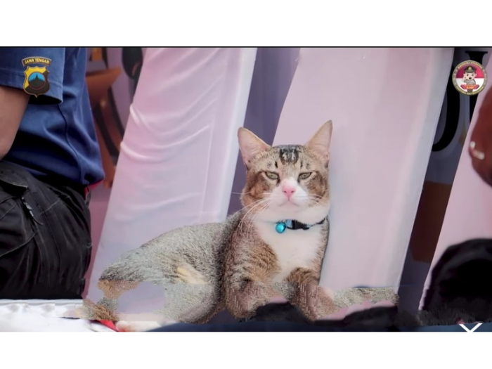 Kucing Hilang saat Mudik Ditemukan Kembali, Dijemput dari Jakarta ke Pemalang