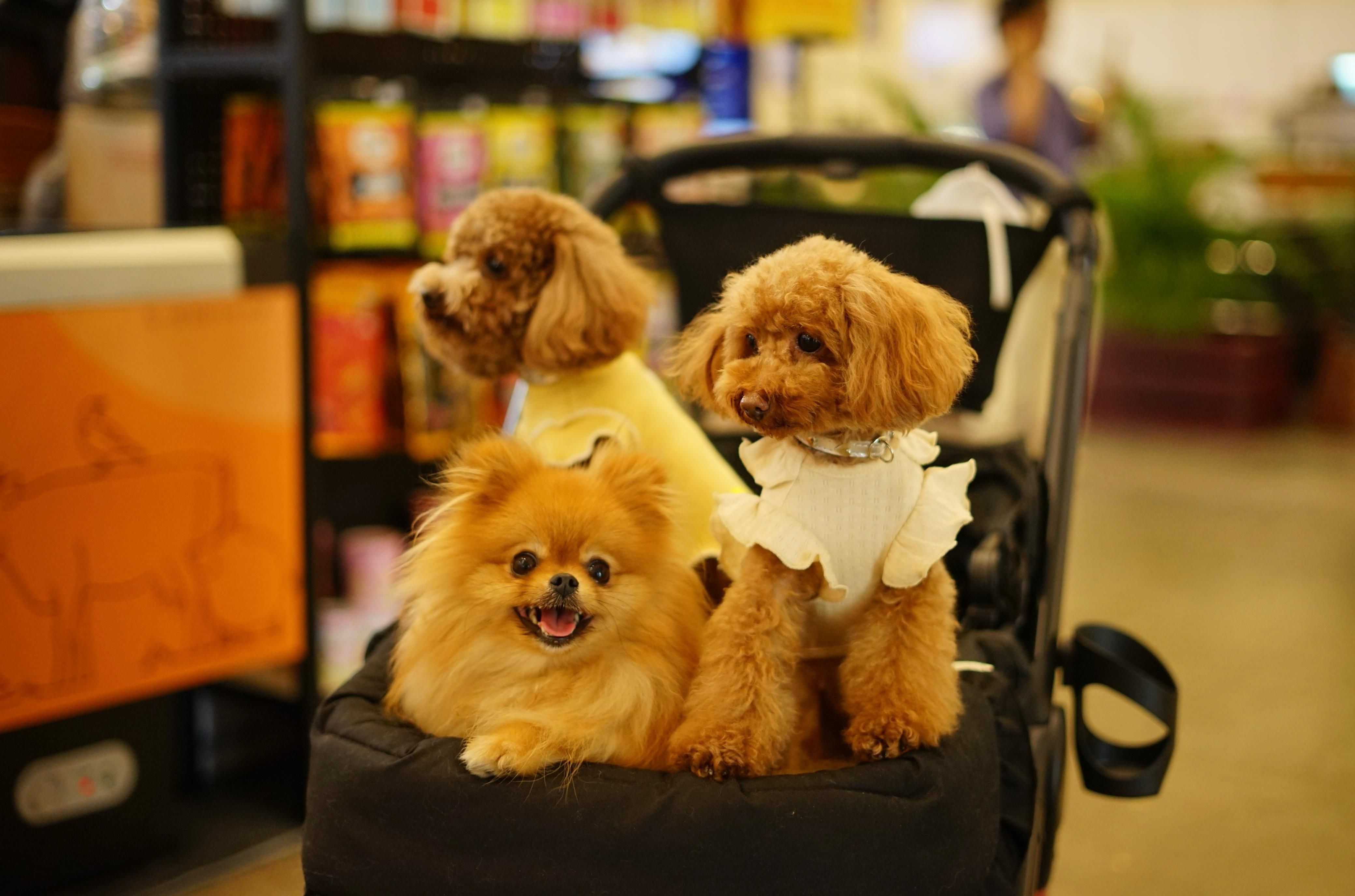PETFEST Indonesia 2025: Menghadirkan Keseruan dan Edukasi Bagi Pecinta Hewan