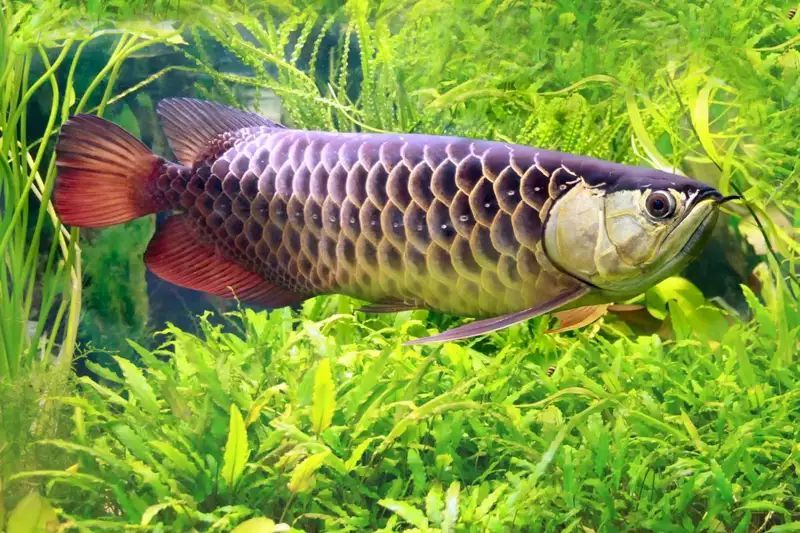10 Jenis Ikan Pembawa Hoki untuk Dipelihara di Rumah, Wajib Punya!