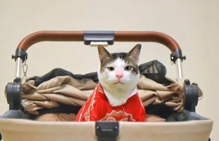Asal Usul Bobby Kertanegara, Kucing Lucu Presiden Prabowo Subianto