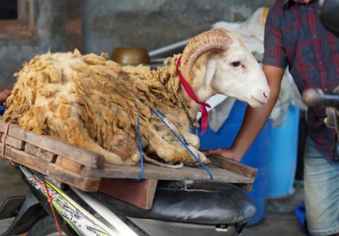 Hukum Memotong Kuku dan Rambut 10 Hari Sebelum Berkurban Idul Adha, Boleh atau Tidak?
