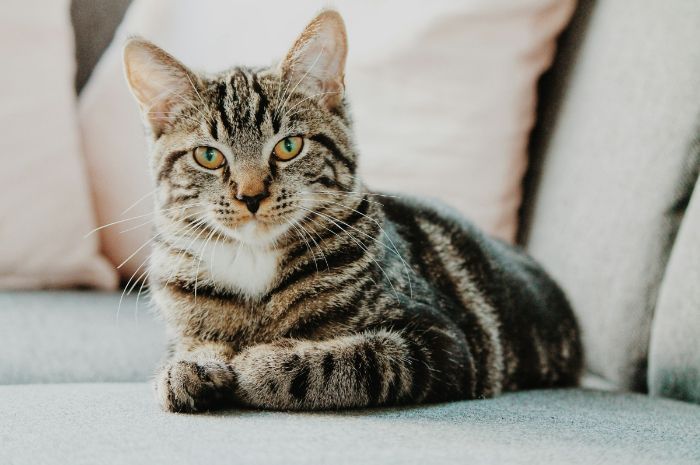 Apakah Kucing Bisa Merasakan Kesedihan Kita? Ini 5 Penjelasannya