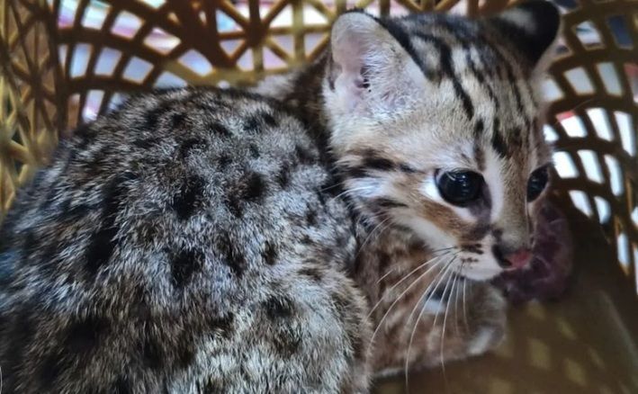 Kucing Kuwuk Kembali Menyatu dengan Hutan Gunung Raung: Simbol Nyata Gerakan Konservasi Satwa