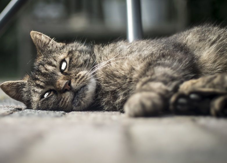 Belasan Kucing Mati Secara Misterius di Tanjung Priok, Kok Bisa Mendadak dan Berturut-turut?