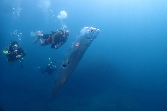 Penyelam Temukan Oarfish atau Ikan Kiamat Raksasa di Laut Taiwan, Pertanda Bencana Besar Akan Datang?
