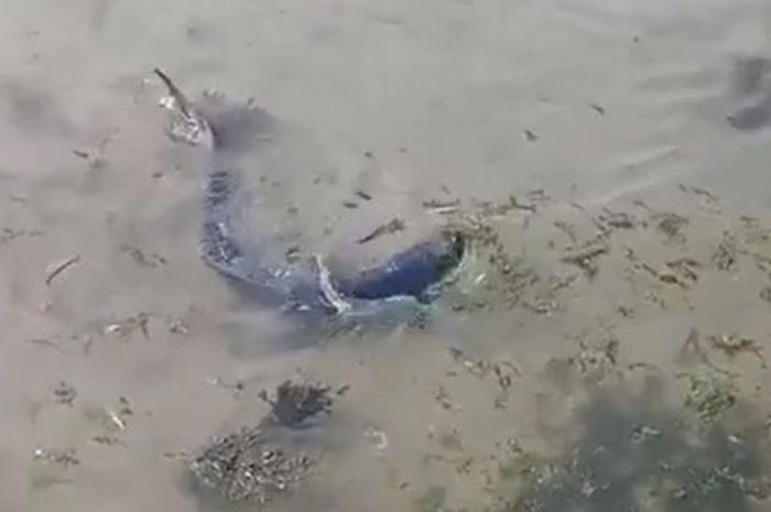 Warga Inggris Kaget Ada Hiu Biru Berenang di Pelabuhan, Ilmuwan Sebut Perubahan Iklim Jadi Penyebabnya