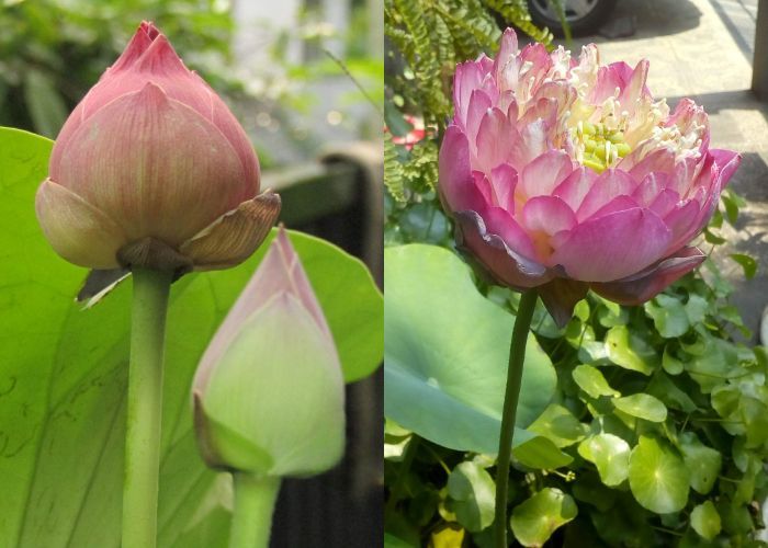 Sederet Mitos Bunga Lotus, Dipercaya sebagai Bunga Sang Buddha dan Dewa Matahari