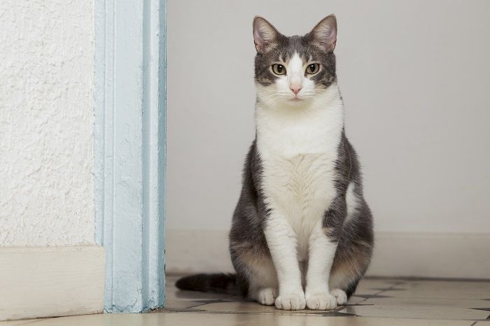 Mitos Kucing Paling Terkenal: Bisa Menarik Energi Negatif dan Melihat Makhluk Tak Kasat Mata
