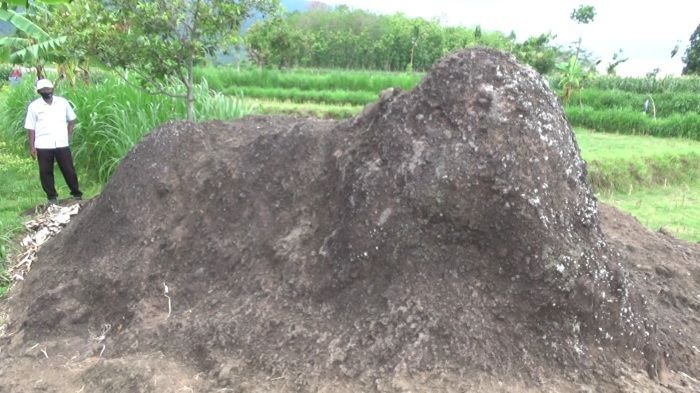 Misteri Batu Gajah: Asal-Usul Nama Desa Sambirampak Kidul yang Unik