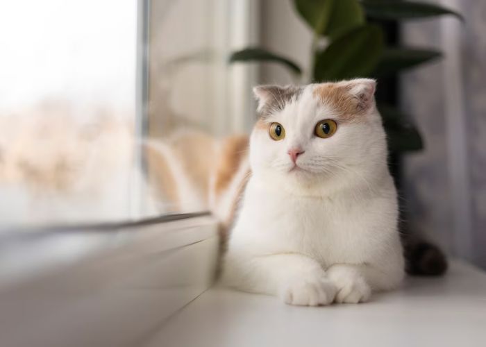 9 Arti Mimpi Kucing Menurut Primbon Jawa, Pertanda Baik?