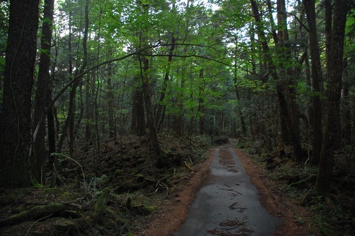 Kisah Horor di Balik Hutan Aokigahara di Jepang: Tempat Terkenal untuk Bunuh Diri