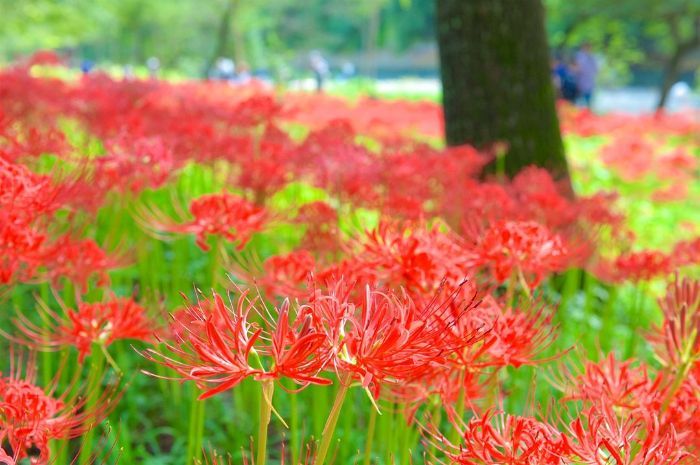 Mengulik Legenda Red Spider Lily, Bunga Kematian yang Sering Muncul dalam Anime dan Manga