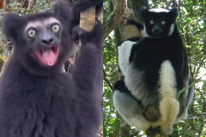 Lemur Indri, Penghuni Misterius Hutan Madagaskar yang Teriakannya Dipercaya Bisa Panggil Roh Nenek Moyang