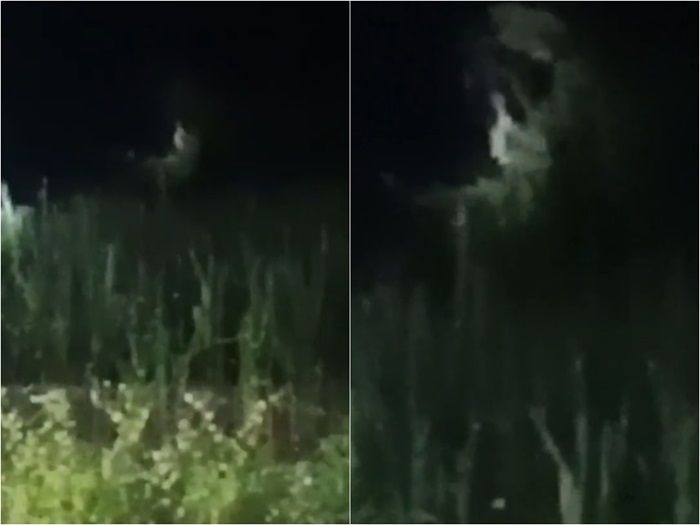 Serem! Fenomena 'Musim Kuntilanak' di Lampung Hebohkan Warga