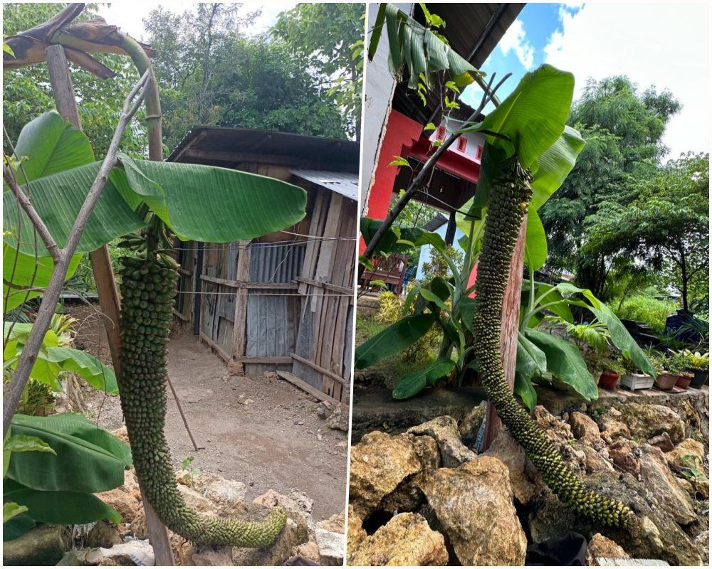Aneh Tapi Nyata, Pohon Pisang Berbuah Sepanjang 2 Meter Hebohkan Warga Kupang