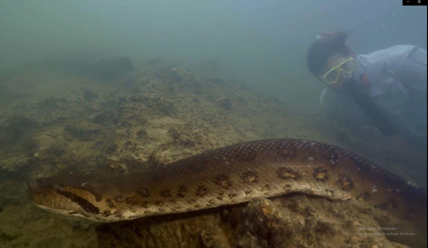 Penemuan Spesies Baru Anaconda Hijau di Sungai Amazon, Benarkah Beratnya Lebih Besar dari Manusia?