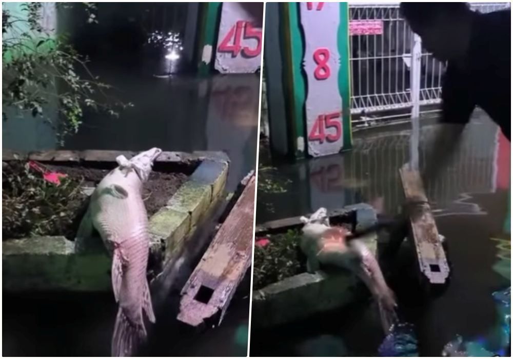 Heboh Ikan Ajaib Tak Mempan Ditepas Pisau Malah Keluarkan Percikan Api, Masih Jadi Pertanyaan