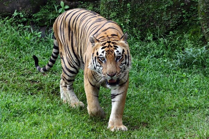 Tradisi Rampogan Macan: Sajikan Pertarungan hingga Pembunuhan Harimau 