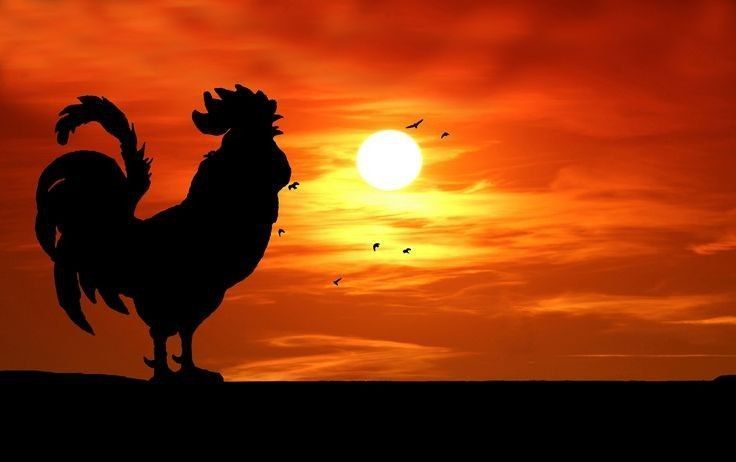 Arti Ayam Berkokok Tengah Malam: Pertanda Malaikat Turun ke Bumi dan Meninggal Dunia?
