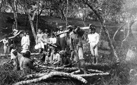 Mengungkap Dampak Sistem Tanam Paksa yang Masih Tersisa dalam Kehidupan Modern Indonesia